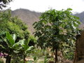 vignette Papaye des Andes - carica pubescens