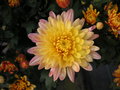 vignette Chrysantheme