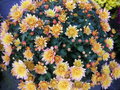 vignette Chrysantheme