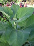 vignette Polymnia edulis = Smallanthus sonchifolius - Poire de terre