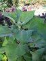 vignette Polymnia edulis = Smallanthus sonchifolius - Poire de terre