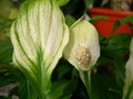 vignette Spathiphyllum 'Sweet Chico', fleur de lune, lys de la paix