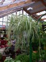 vignette Chlorophytum comosum 'Vittatum' = Phalangium, phalangre chlorophyte, plante araigne