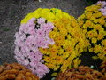 vignette Chrysanthemum, chrysanthme  petites fleurs, marguerite d'automne