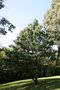vignette Pinus griffithii