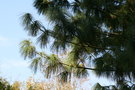 vignette Pinus griffithii