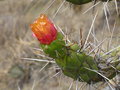 vignette Fleur de cactus