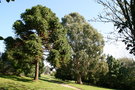 vignette Araucaria angustifolia et eucalyptus