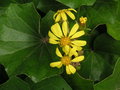 vignette Farfugium japonicum =Tussilago japonica