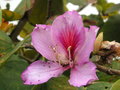 vignette Bauhinia - Arbre  orchides