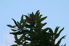 vignette Embothrium coccineum, arbre de feu du chili