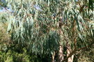 vignette eucalyptus katrzoffiana