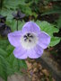 vignette Nicandra physalodes 'Violacea'