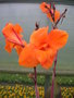 vignette Canna 'Wyoming' - Canna orange au feuillage pourpre