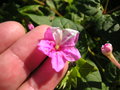 vignette Mirabilis jalapa 'Arlequin'