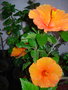 vignette Hibiscus orange