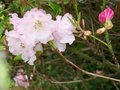vignette rhododendron rose