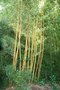 vignette bambou, Phyllostachys sulphurea