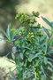 vignette Euphorbia palustris