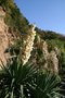 vignette Yucca gloriosa, floraison