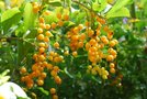 vignette Duranta plumieri''fruits''-Verbenacees