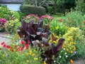 vignette cannas, pavots , coquelicots, hortensias, achilles