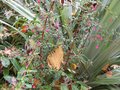 vignette Fuchsia microphylla au 31 10 2008