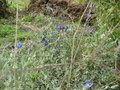 vignette Salvia jamensis ardoise bleue au 31 10 2008