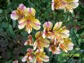 vignette alstromeria jaune