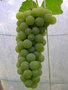 vignette raisin blanc, Vitis, vigne, raisins en grappe