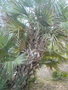 vignette palmier Nannorrhops ritchieana