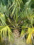 vignette palmier Sabal domengensis