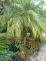 vignette palmier Phoenix roebelenii