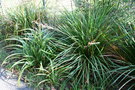 vignette Libertia grandiflora et Carex pendula