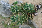 vignette Aloe distans