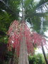 vignette palmier Archontophoenix cunninghamiana