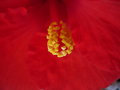 vignette Hibiscus rouge