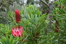 vignette Protea repens