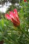 vignette Protea repens
