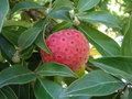 vignette Cornus capitata