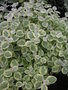 vignette Helichrysum petiolare 'Macrophyllum Variegatum' - Gnaphallium