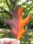 vignette Quercus rubra -Chne rouge d'Amrique