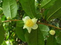 vignette Camellia sinensis - Thier