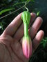 vignette Passiflora mollissima - Passiflore Banane