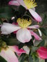 vignette Camellia sasanqua ' Versicolor'