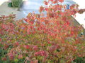 vignette Viburnum plicatum en automne