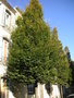 vignette Carpinus betulus 'Fastigiata' - Charme fastigi rue Choquet de Lindu  Brest