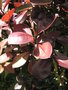 vignette Synadenium grantii 'Rubra' = Euphorbia bicompacta