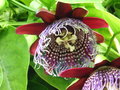 vignette Passiflora quadrangularis