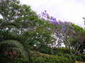 vignette Jacaranda mimosifolia au Jardin Botanique